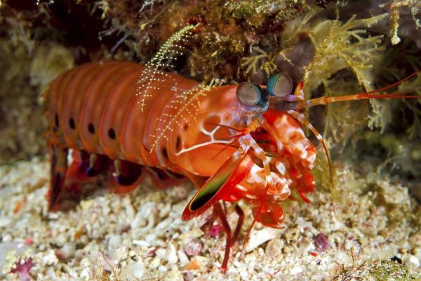 Shrimp on ocean floor, Irian Jaya, Indonesia